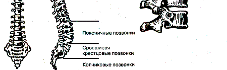 Сросшиеся позвонки