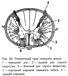 Поперечный мозг